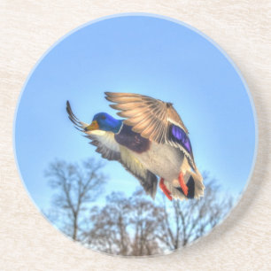 Foto för flygande Mallard Anka Drake Wildlife Underlägg Sandsten