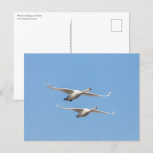 Foto för flygande Svanar-natur Vykort