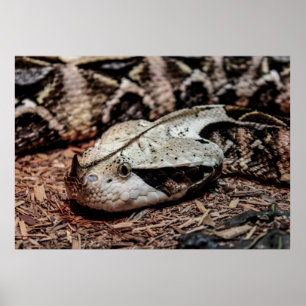 Foto för Gaboon huggormorm Poster