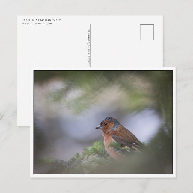 Foto för gemensam chaffinisk natur vykort (Fram/baksida)