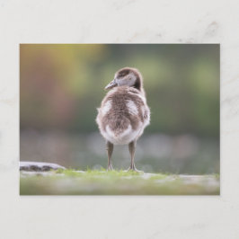 Foto för Gosling Natature Vykort