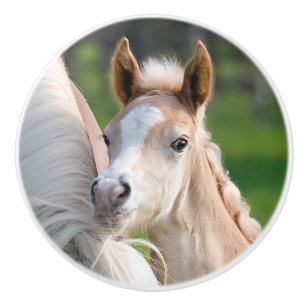 Foto för gulligt föl för baby för Haflinger häst Knopp