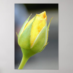 Foto för gult Rosenknopp Poster
