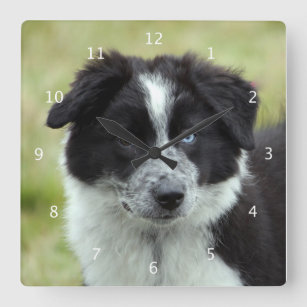 Foto för hund för gränscollievalp gulligt härligt fyrkantig klocka