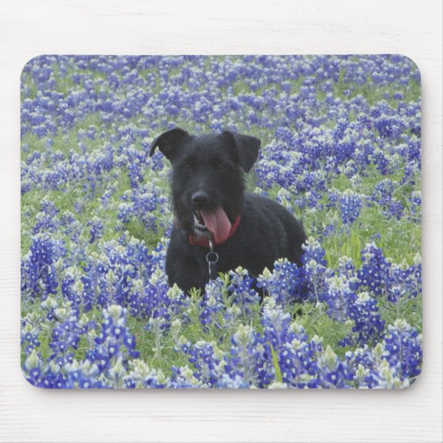 Foto för hund för valp för Texas Bluebonnetsfält Musmatta (Framsidan)