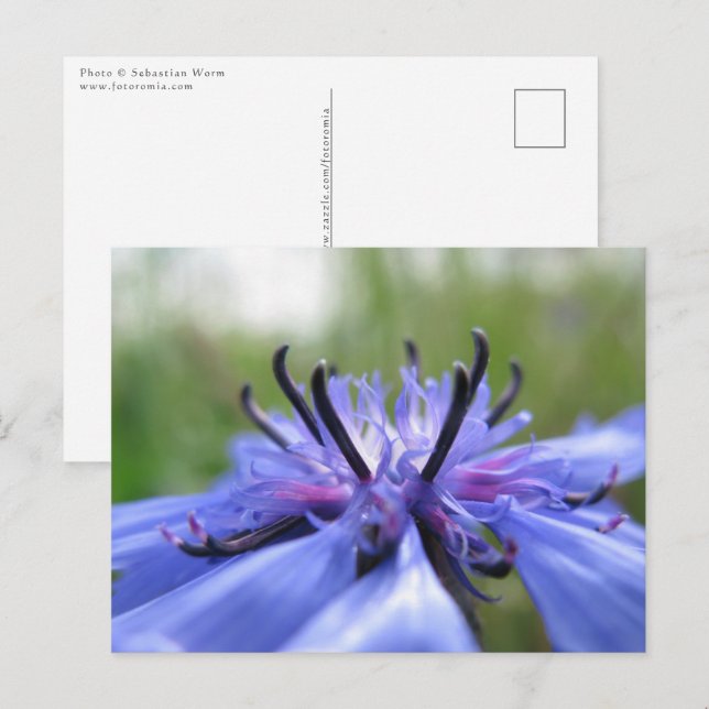 Foto för kornblommans natur vykort (Fram/baksida)