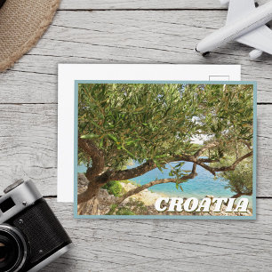 Foto för Kroatien Mediterranean Sea Olive Träd Vykort