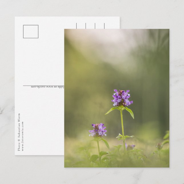 Foto för lila blommans natur vykort (Fram/baksida)
