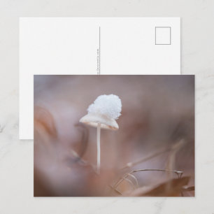 Foto för liten svamp vykort