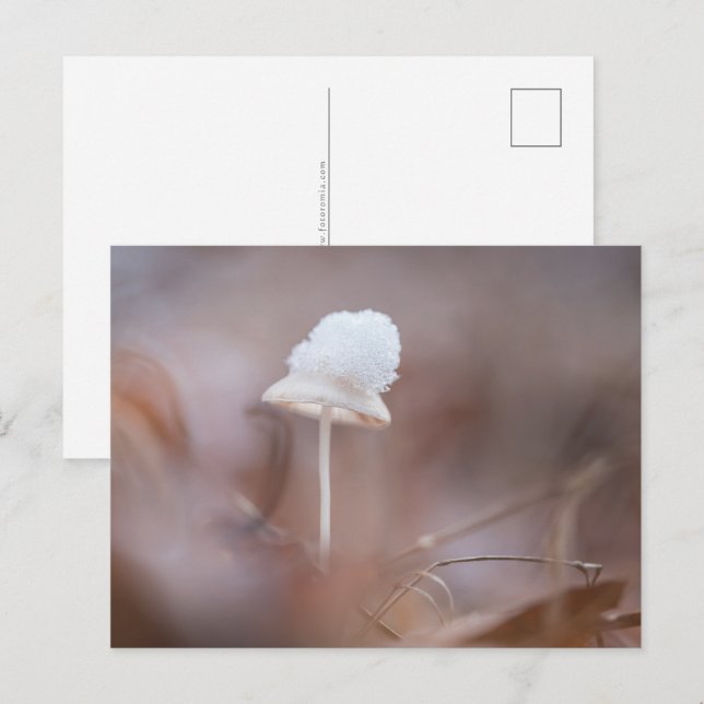 Foto för liten svamp vykort (Fram/baksida)