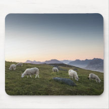 Foto för lofoten får liggande liggande