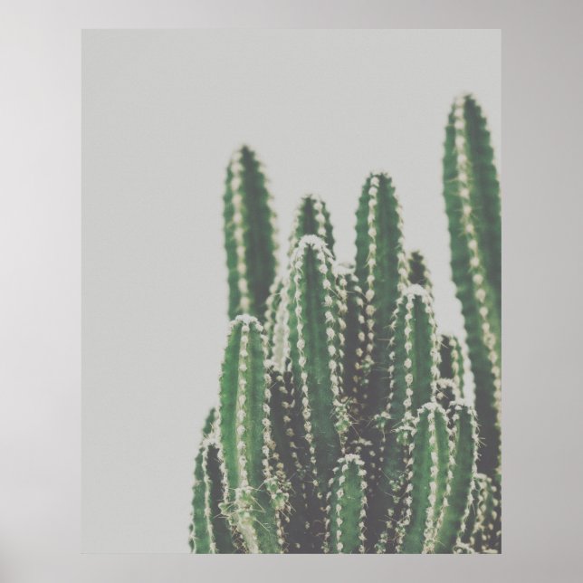 Foto för modern minimal Grönt Cactus Poster (Framsidan)