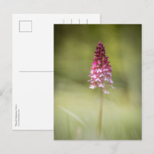 Foto för orchid Natature