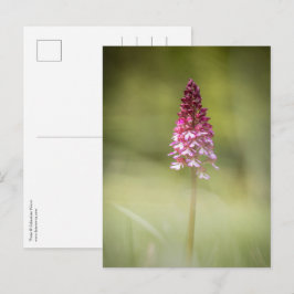 Foto för orchid Natature Vykort