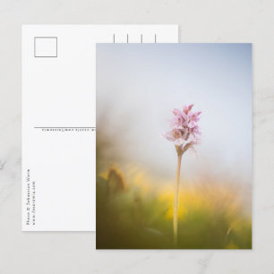 Foto för orchid Natature Vykort