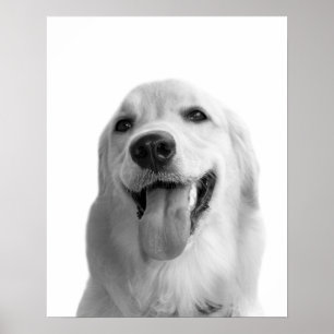 Foto för peekaboo för svartvitt hundhusdjur djurt poster