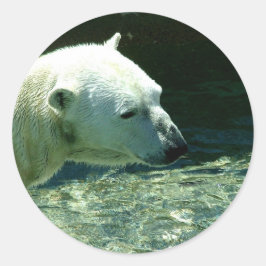 Foto för polar runt klistermärke