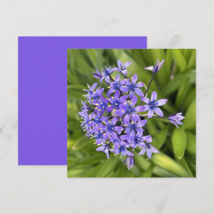 Foto för portugisiska bläckblommor Closeup Nature Anteckningskort