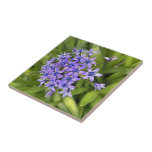 Foto för portugisiska bläckblommor Closeup Nature Kakelplatta<br><div class="desc">Ceramic Tile med portugisiska Squill Flowers Closeup Nature Photo innehåller många av våra mest populära produkter från TheFabricSeal print on demand shop shop på Zazzle.com #ZazzleMade https://www.zazzle.com/store/thefabricseal Dessa nyligen designade anpassningsbar kombineras och fungerar underbart när de sitter ihop för att bilda en mängd olika snyggtar. Köp de här fantastiska plattorna...</div>