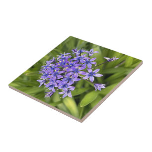 Foto för portugisiska bläckblommor Closeup Nature Kakelplatta