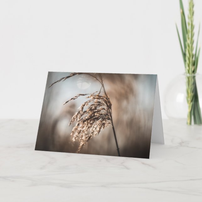Foto för Reed Nature Kort (Framsida)