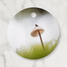 Foto för regnigt myshroom Natature