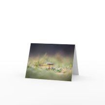 Foto för regnigt myshroom Natature