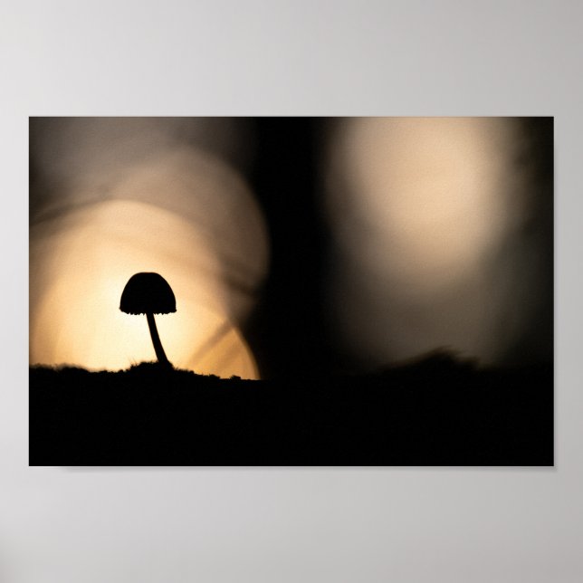 Foto för regnigt myshroom Natature Poster (Framsidan)
