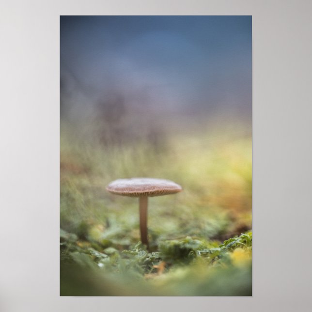Foto för regnigt myshroom Natature Poster (Framsidan)