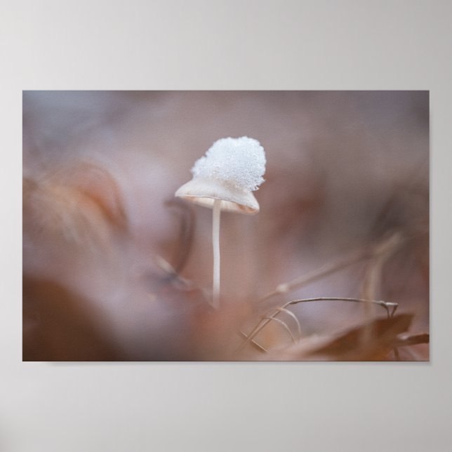 Foto för regnigt myshroom Natature Poster (Framsidan)