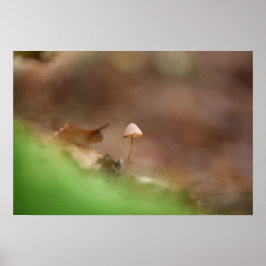 Foto för regnigt myshroom Natature Poster