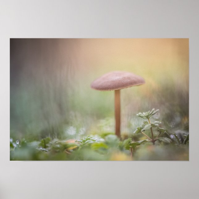 Foto för regnigt myshroom Natature Poster (Framsidan)