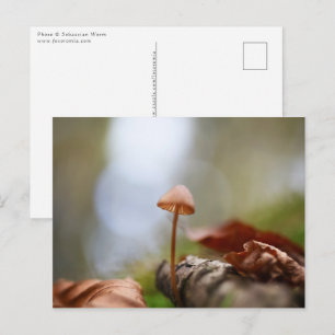 Foto för regnigt myshroom Natature Vykort