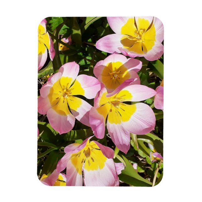 Foto för rosa och Gula blommor Magnet (Vertikal)