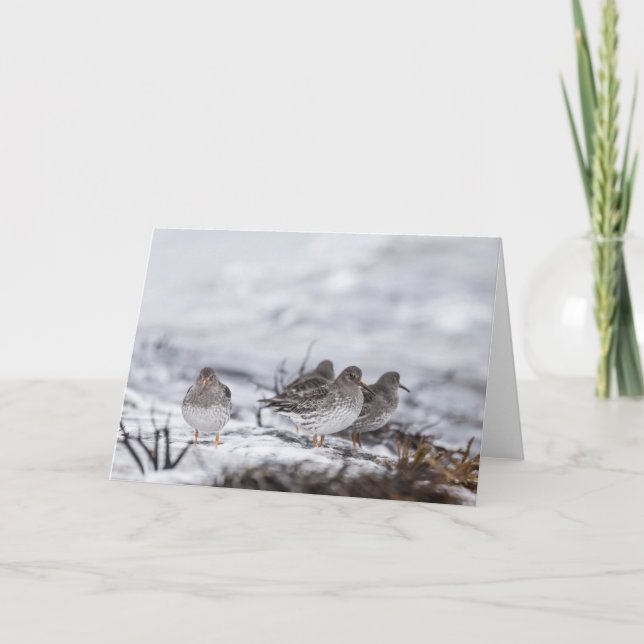 Foto för sandpiper-natur kort (Framsida)