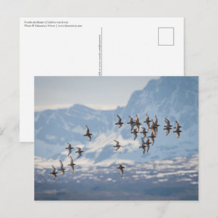 Foto för sandpiper-natur vykort