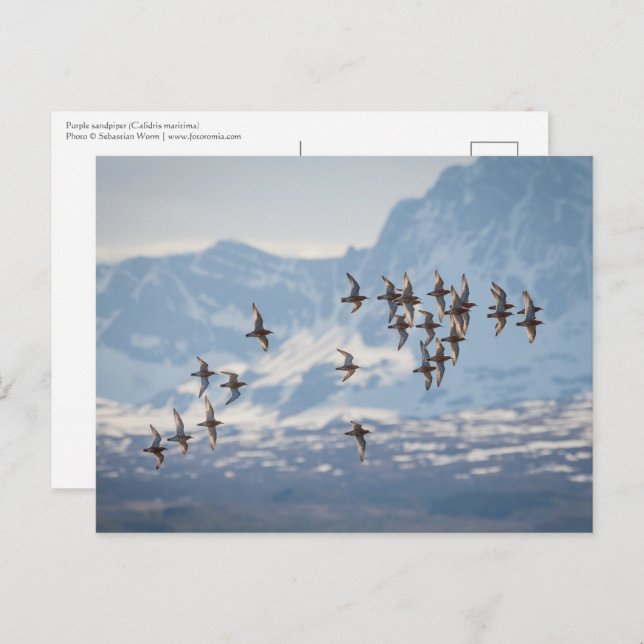 Foto för sandpiper-natur vykort (Fram/baksida)