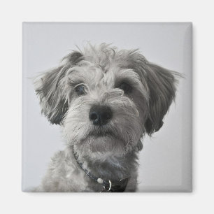 Foto för Schnauzervalpporträtt Magnet