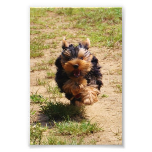 Foto för spring för Yorkshire Terrier