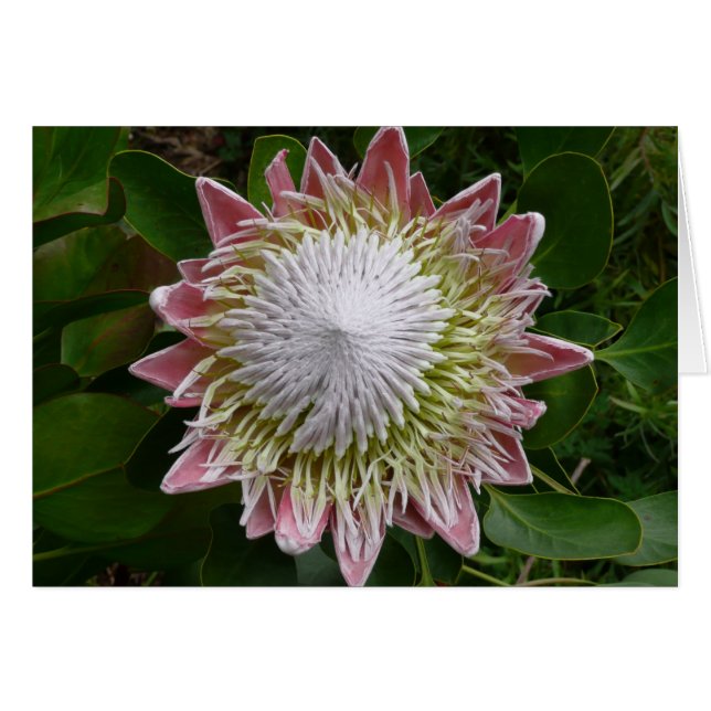 Foto för stor Rosa och vit blomma Hälsningskort (Framsidan Horizontal)