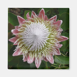 Foto för stor Rosa och vit blomma Magnet