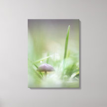 Foto för svamp Natature