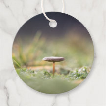 Foto för svamp Natature