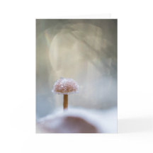 Foto för svamp Natature