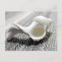 Foto för Svarthavsfiske och vithavsfiske, Snäcka Vykort