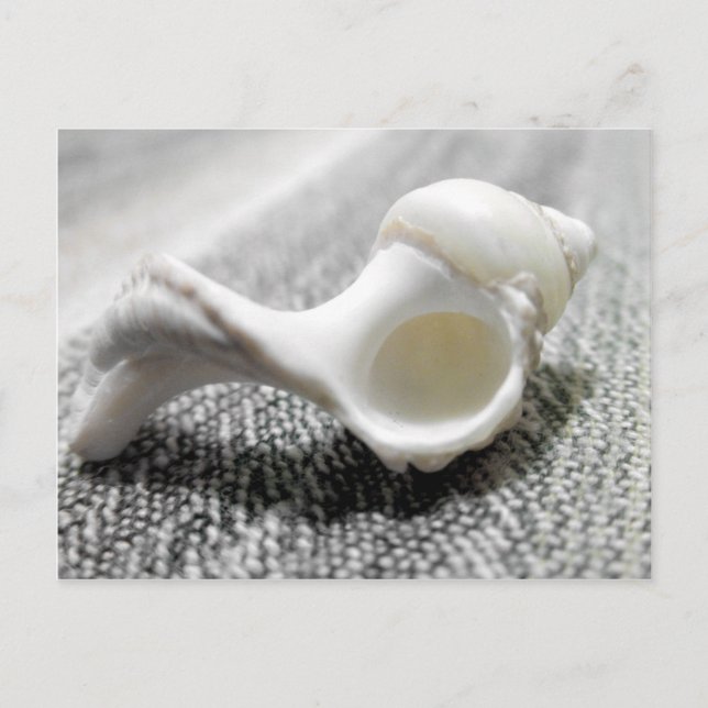 Foto för Svarthavsfiske och vithavsfiske, Snäcka Vykort (Framsida)