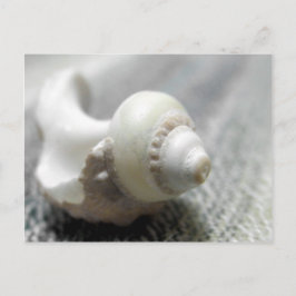 Foto för Svarthavsfiske och vithavsfiske, Snäcka Vykort