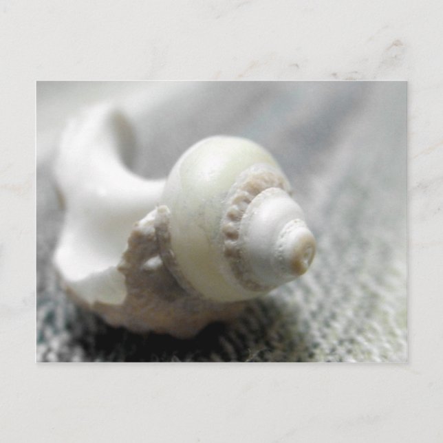 Foto för Svarthavsfiske och vithavsfiske, Snäcka Vykort (Framsida)