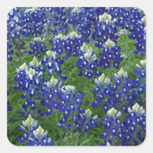 Foto för Texas Bluebonnetsfält Fyrkantigt Klistermärke