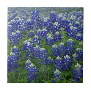 Foto för Texas Bluebonnetsfält Kakelplatta